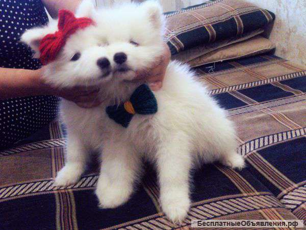 Клубные щенки самоедки