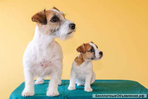 Щенки Джек-Рассел терьера