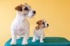 Щенки Джек-Рассел терьера