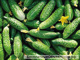 Овощи из Кубани