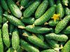 Овощи из Кубани