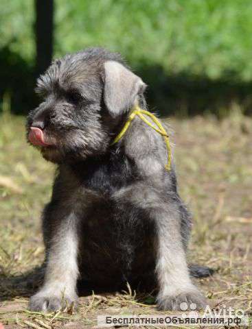 Щенки шнауцера перец с солью