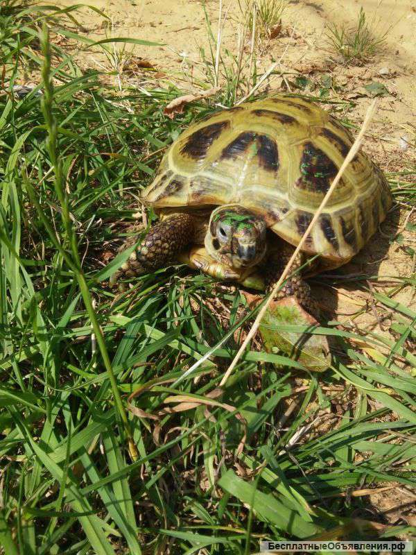 Найдена черепаха