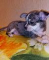 Чихуахуа - Девочка - милая целовальная кроха, застенчивая и трогательная
