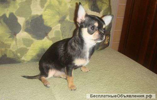 Чихуахуа - Девочка - очень активная, умная, смелая кроха. Без проблем со здоровьем и психикой.