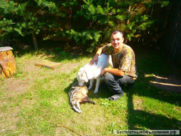 Подросшенные западно-сибирские лайки