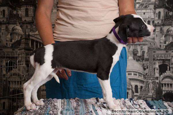 Щенки уиппета