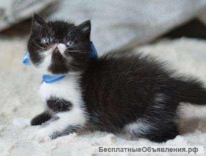 Котята породы Экзотическая