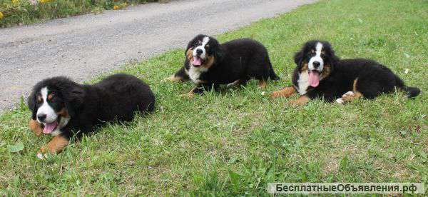 Щенки Бернского зенненхунда