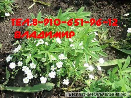Лапчатка белая