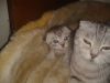 Котят шотландской вислоухой