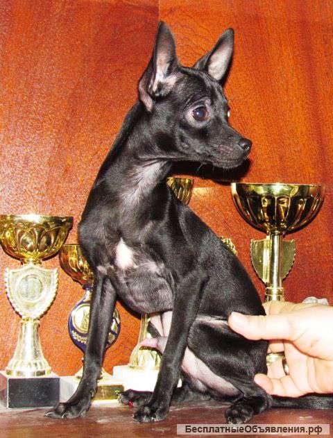 Той-терьер подрощенный