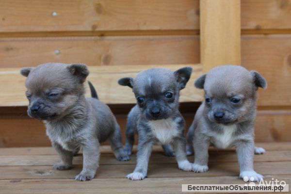 Щенки чихуахуа голубого окраса