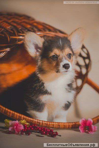 Щенки вельш корги пемброк