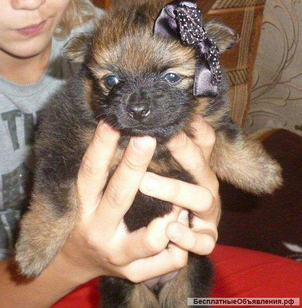 Щената шпиц