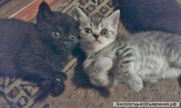 Британские котята