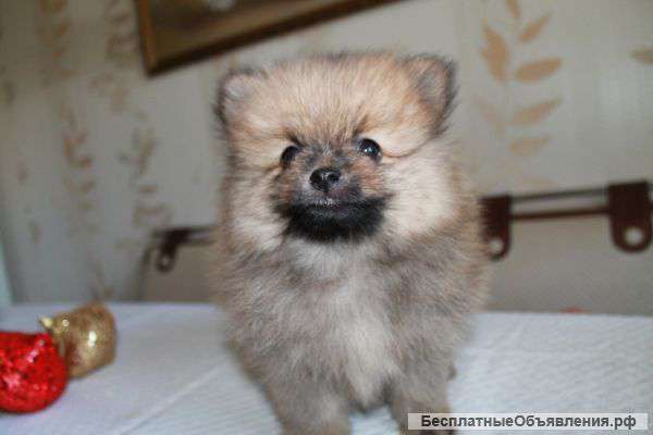 Немецкий малый шпиц