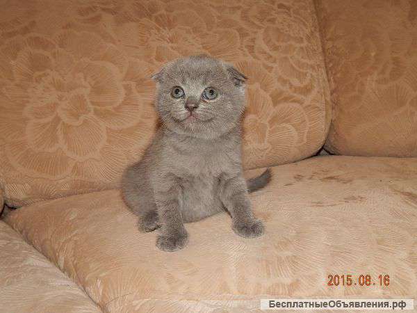 Шотландские котята