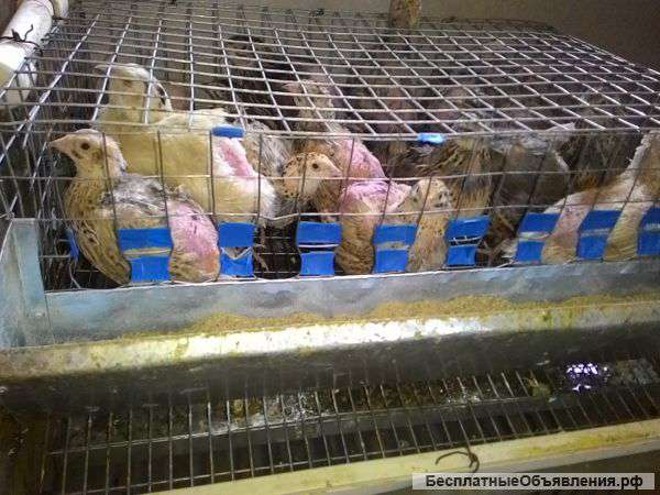 Перепелки-несушки с клеткой и кормом