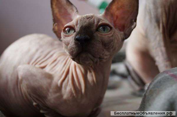 Зеленоглазая Шанталь