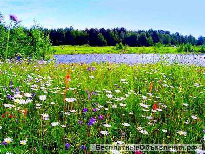 Мед из разнотравья