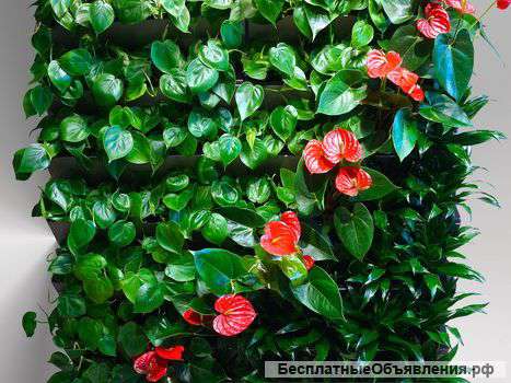 Фитомодули нового поколения