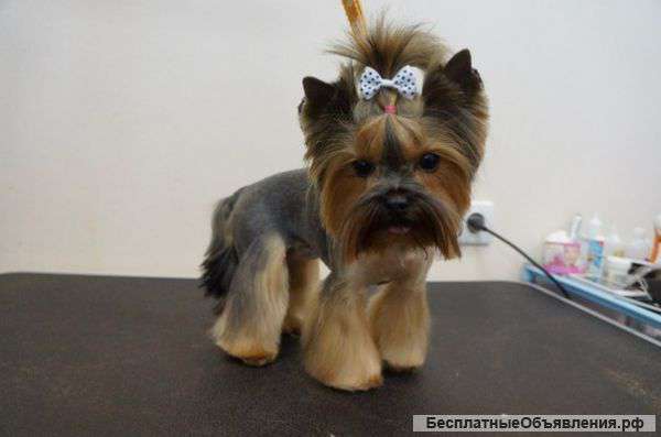 Приглашаем владельцев животных посетить зоосалон «ЖЕРОМ»