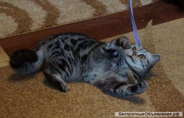 Отдам шотланскую кошечку в добрые руки