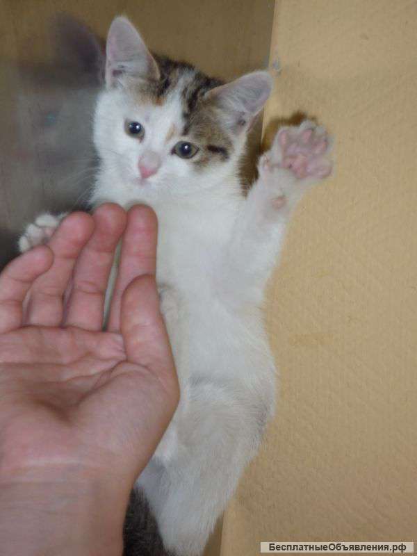 Милая кошечка ищет любящих и заботливых родителей