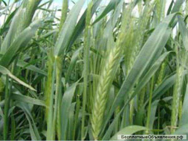 Семена озимого тритикале Валентин-90