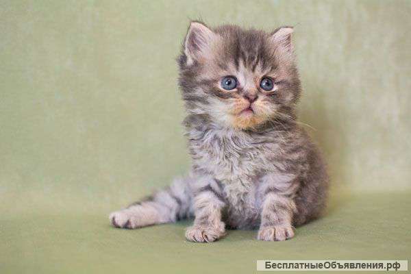 Британские котята