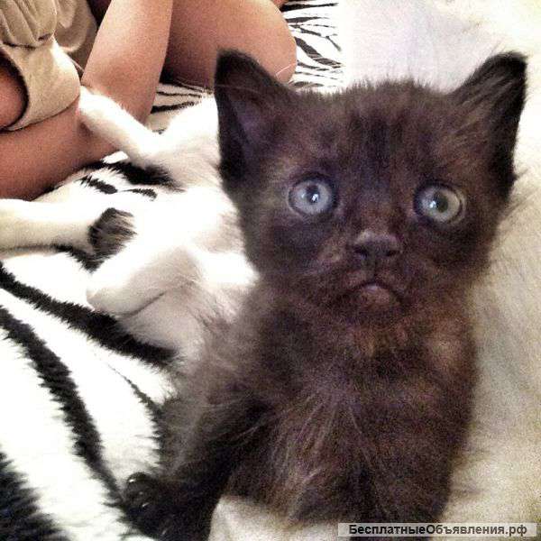 Отдам котенка в хорошие руки