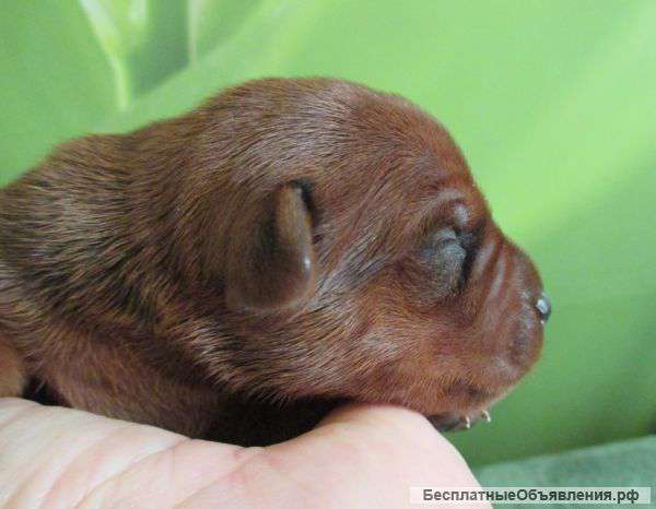 Резервирование щенков цвергпинчера