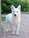 Щенки Белых Овчарок