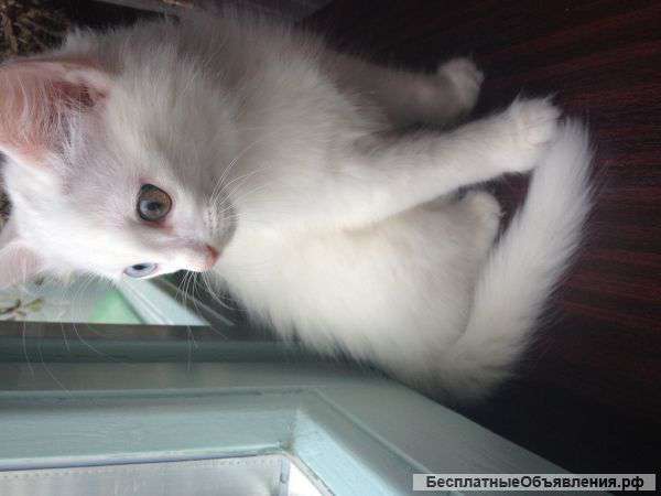 Котенок турецкой ангоры очень крупный от чемпиона выставок 3 месяца