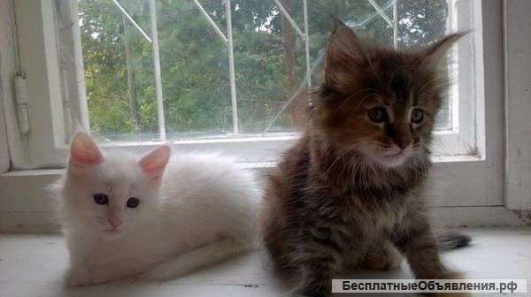 Прелестных котят Мейн-кун (Элита)