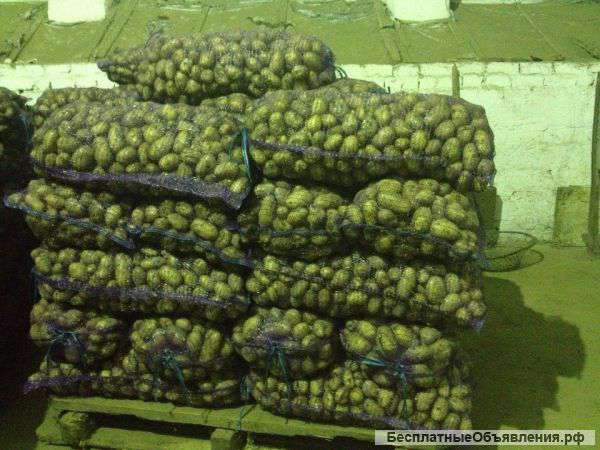 Картофель оптом урожай 2015