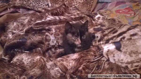 Отдадим котёнка в хорошие руки