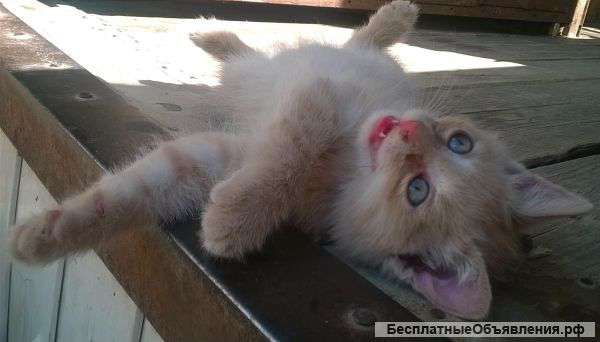 Отдам в добрые руки котенка