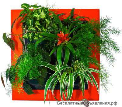 Фитокартины из Европы