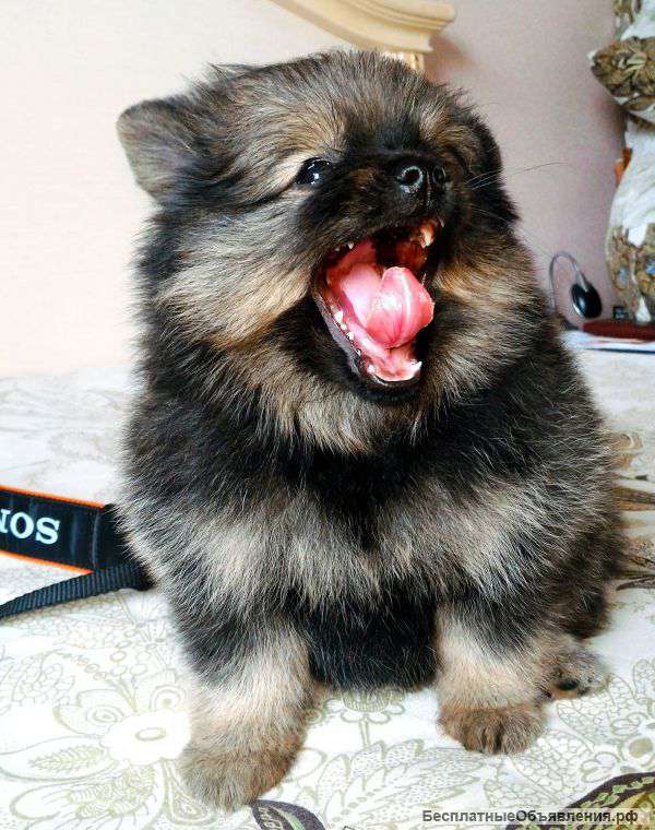 Очаровательные шпицы