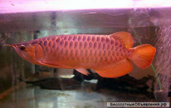 Чистка аквариумов