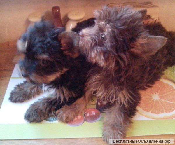 Черный йоркширский терьер