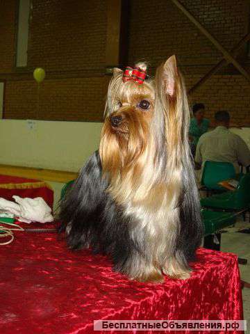 Подрощенный кобель