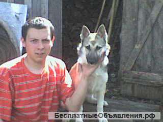 Грузчики газель