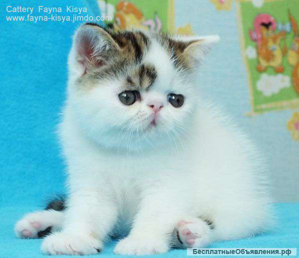 Котенок экзот