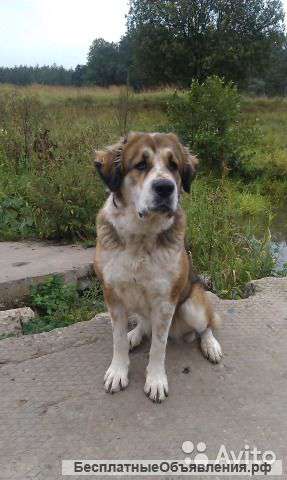 Отдам собаку