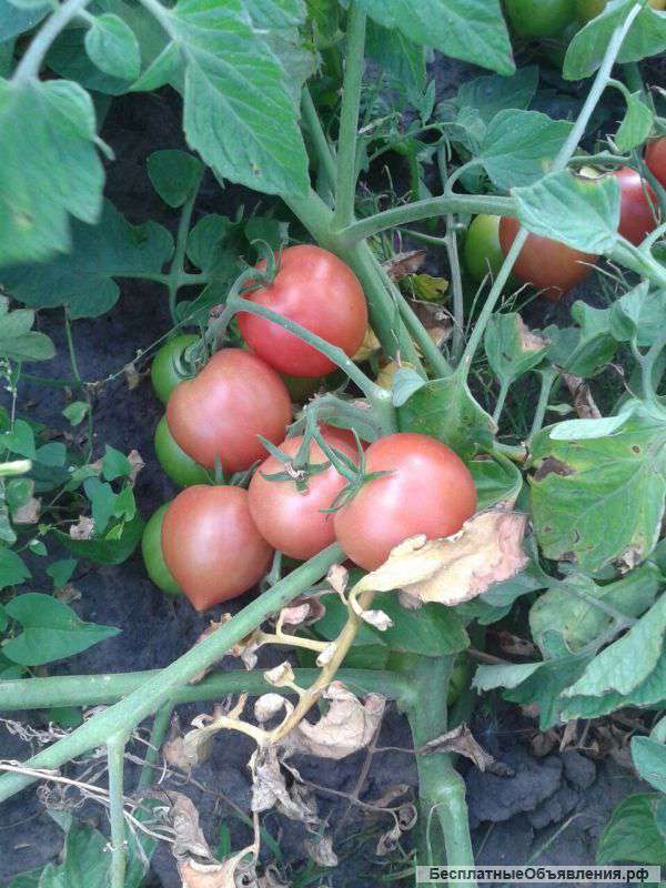 Томаты