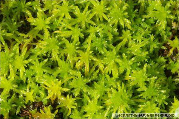 Живой мох Сфагнум