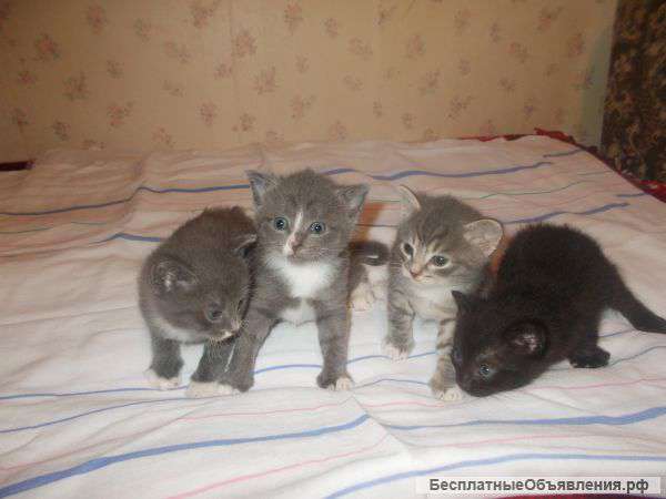 Отдаю в добрые руки плюшевых котят